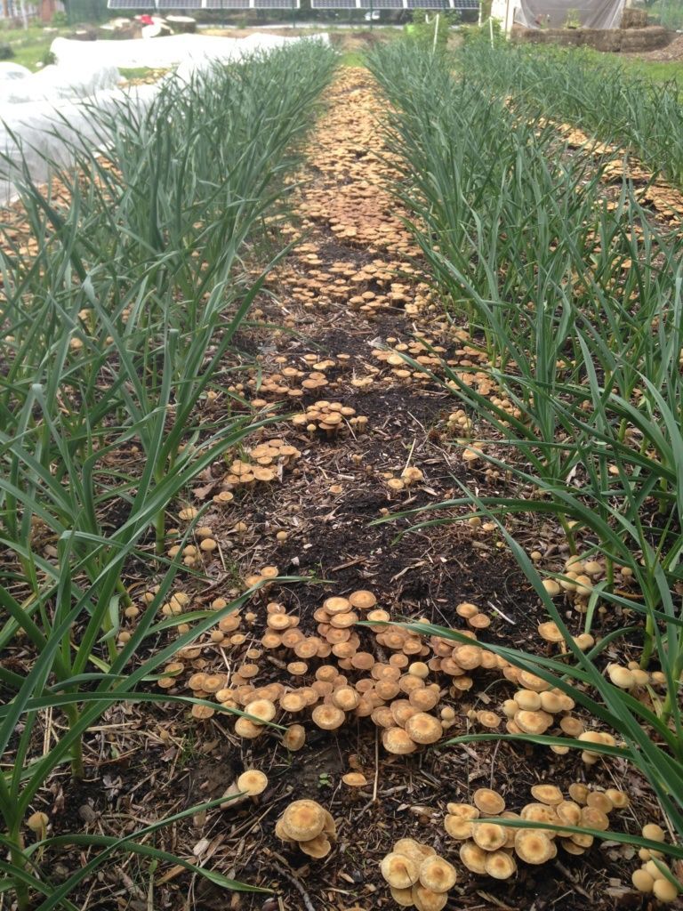 Shiloh Farm ready for Farm Stand 2014 - Grow Pittsburgh