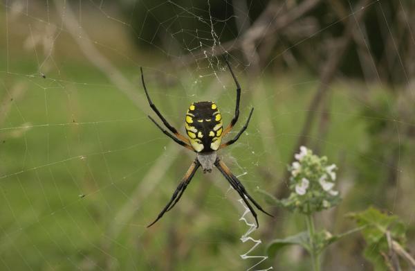 Spiders - Control of pest spiders in the garden.