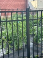 Garden 1.jpeg