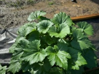Garden 3.jpeg