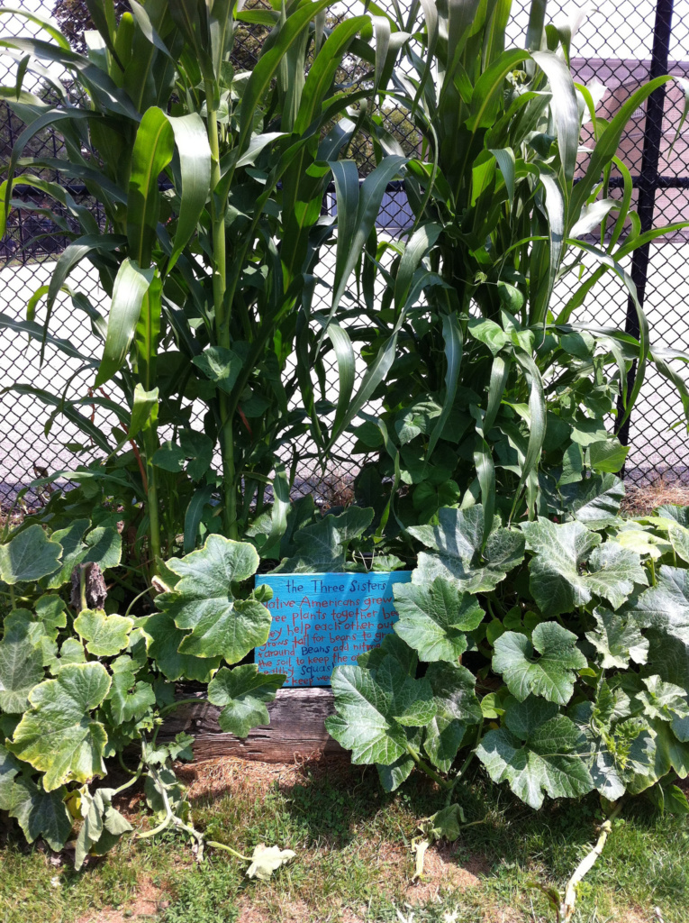 Three Sisters planting at Montessori Elementary Edible Schoolyard garden.