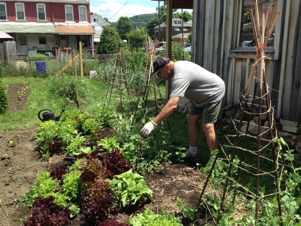 Herb Davis, garden committee member and food pantry volunteer, weeds the lettuce bed