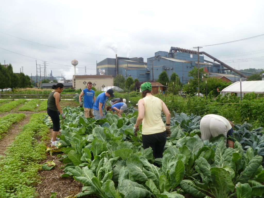 In-ground beds at Braddock Farms.