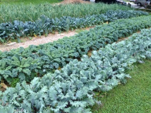 Shiloh kale and garlic June 2014 (1)