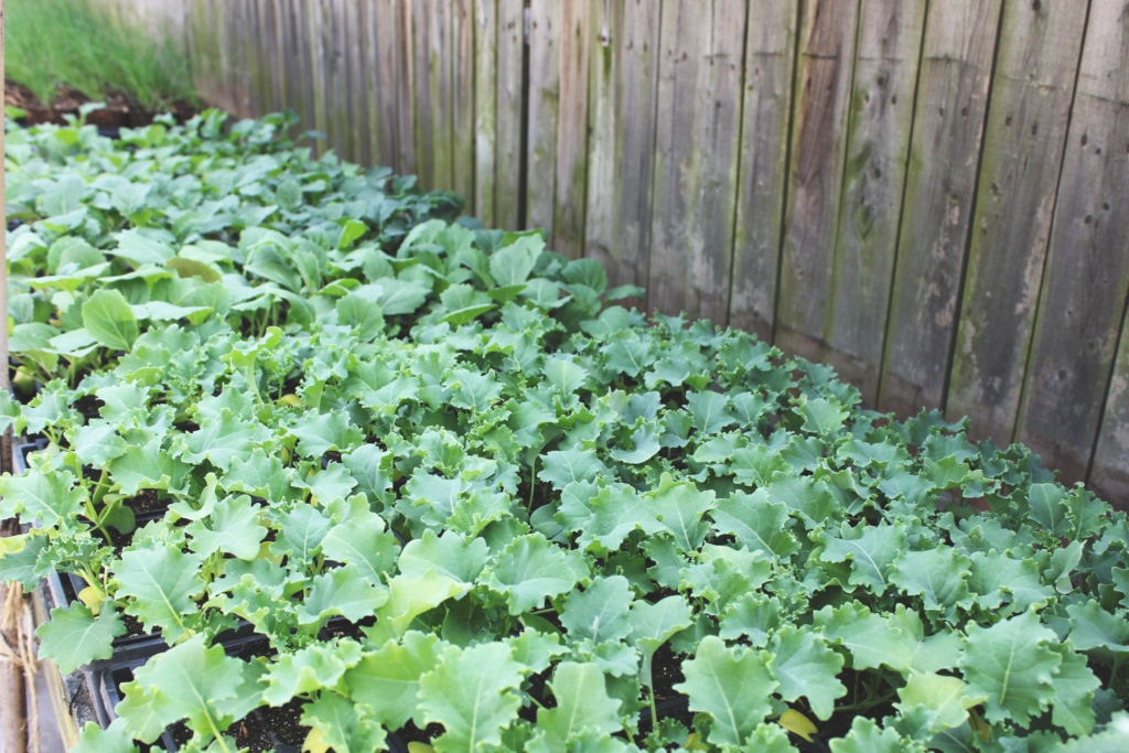 brassicas and onions hardening off at frick