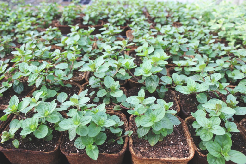 Chocolate mint seedlings for sale at the Frick greenhouse.