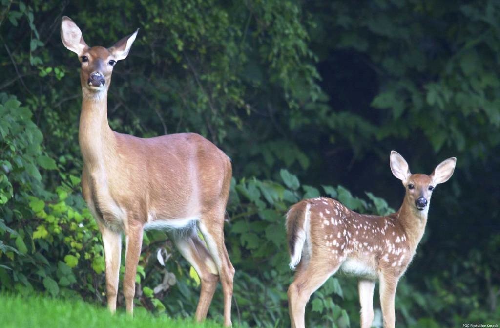 A mother whitetail deer (doe) and fawn. Photo from PA Game Commission.