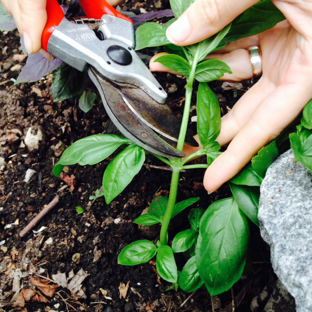 Harvesting basil by trimming the main stem above a leaf cluster.