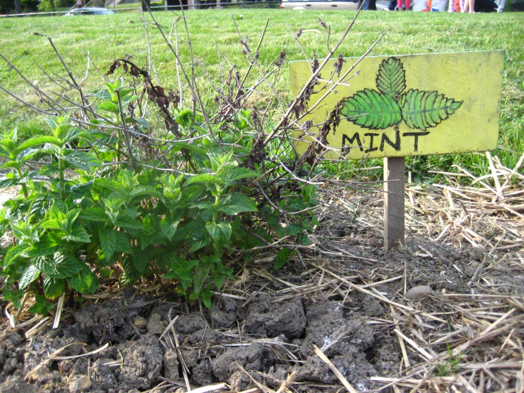 This mint overwintered at the Dillworth Edible Schoolyard garden.