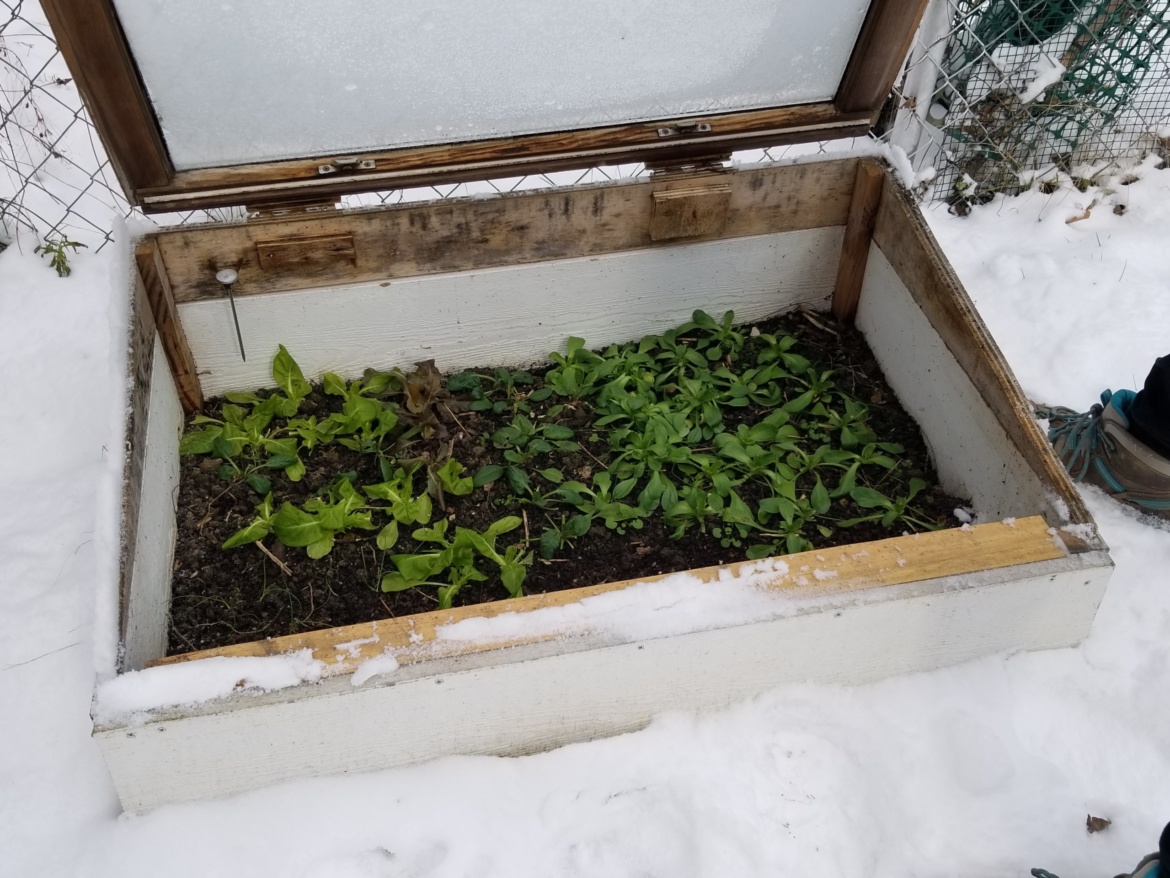 cold frame