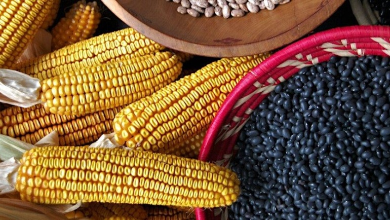Growing and Processing Small Scale Staple Crops: Corn