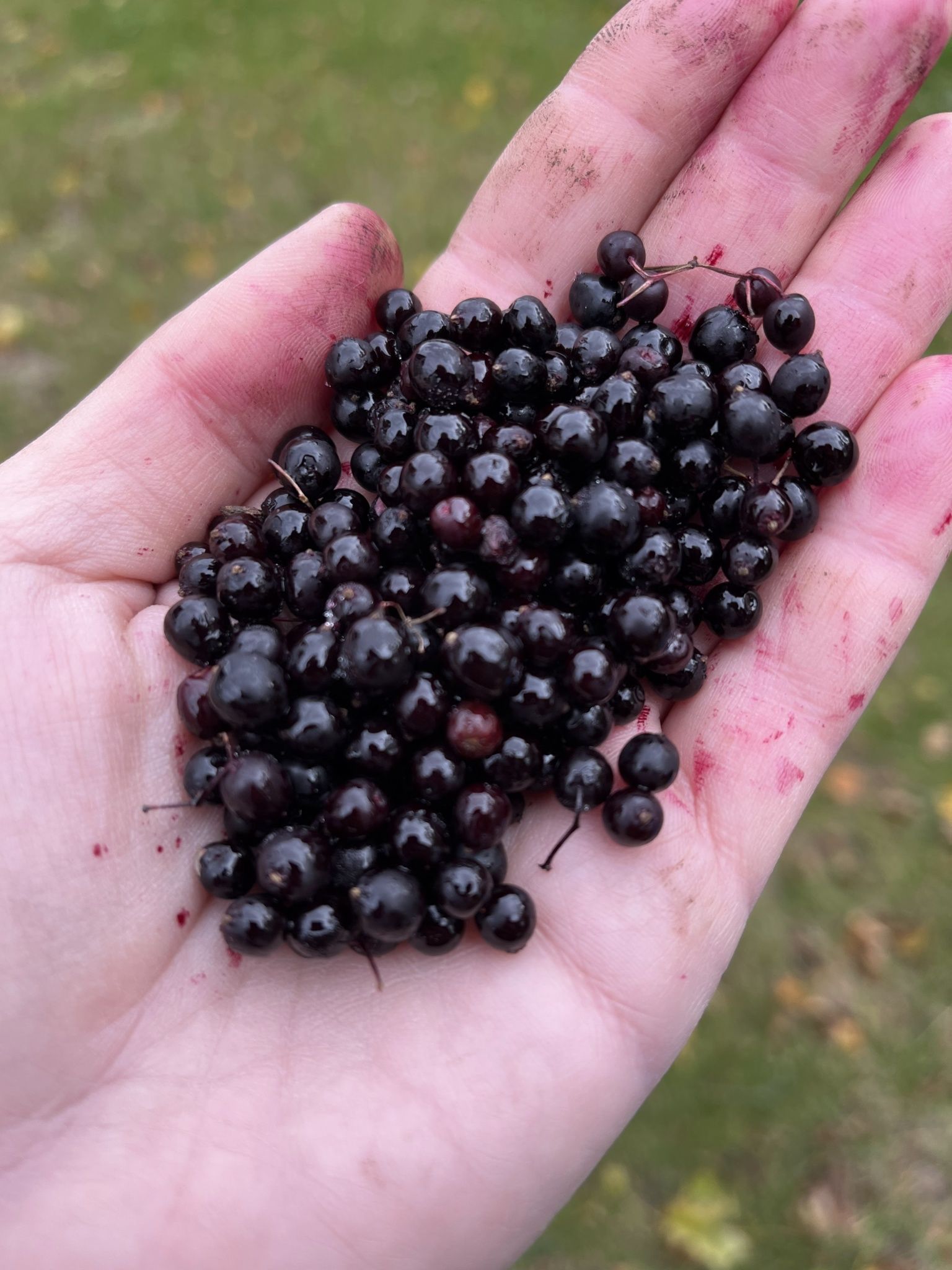 Medicinal Herbs Elderberry Syrup Grow Pittsburgh