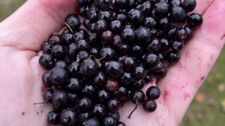 Medicinal Herbs: Elderberry Syrup