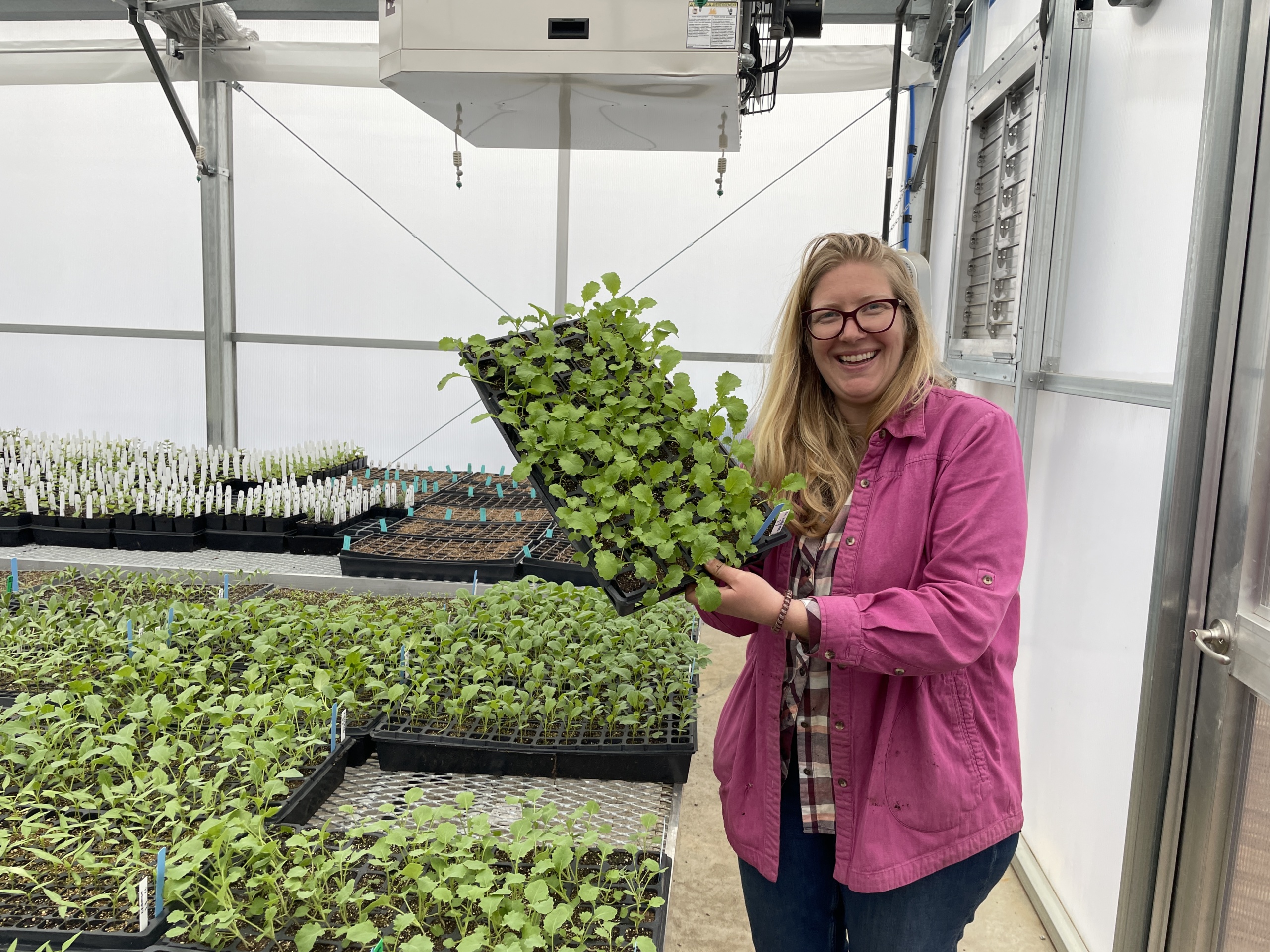 Hanna Mosca, Greenhouse, seedlings