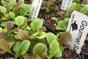 Seedling (2)