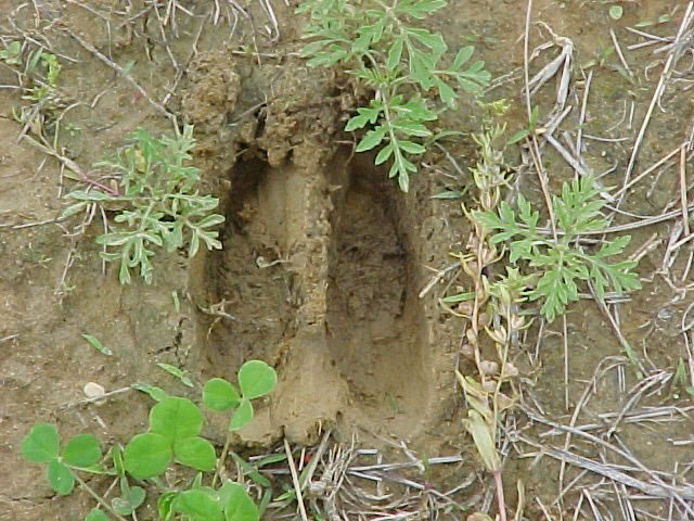 A whitetail deer footprint. The rounded area is the back of the deer's hoof, while the pointy area is the front.