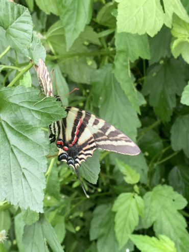 Pawpaw tasting parties aim to educate on Zebra Swallowtail habitat restoration