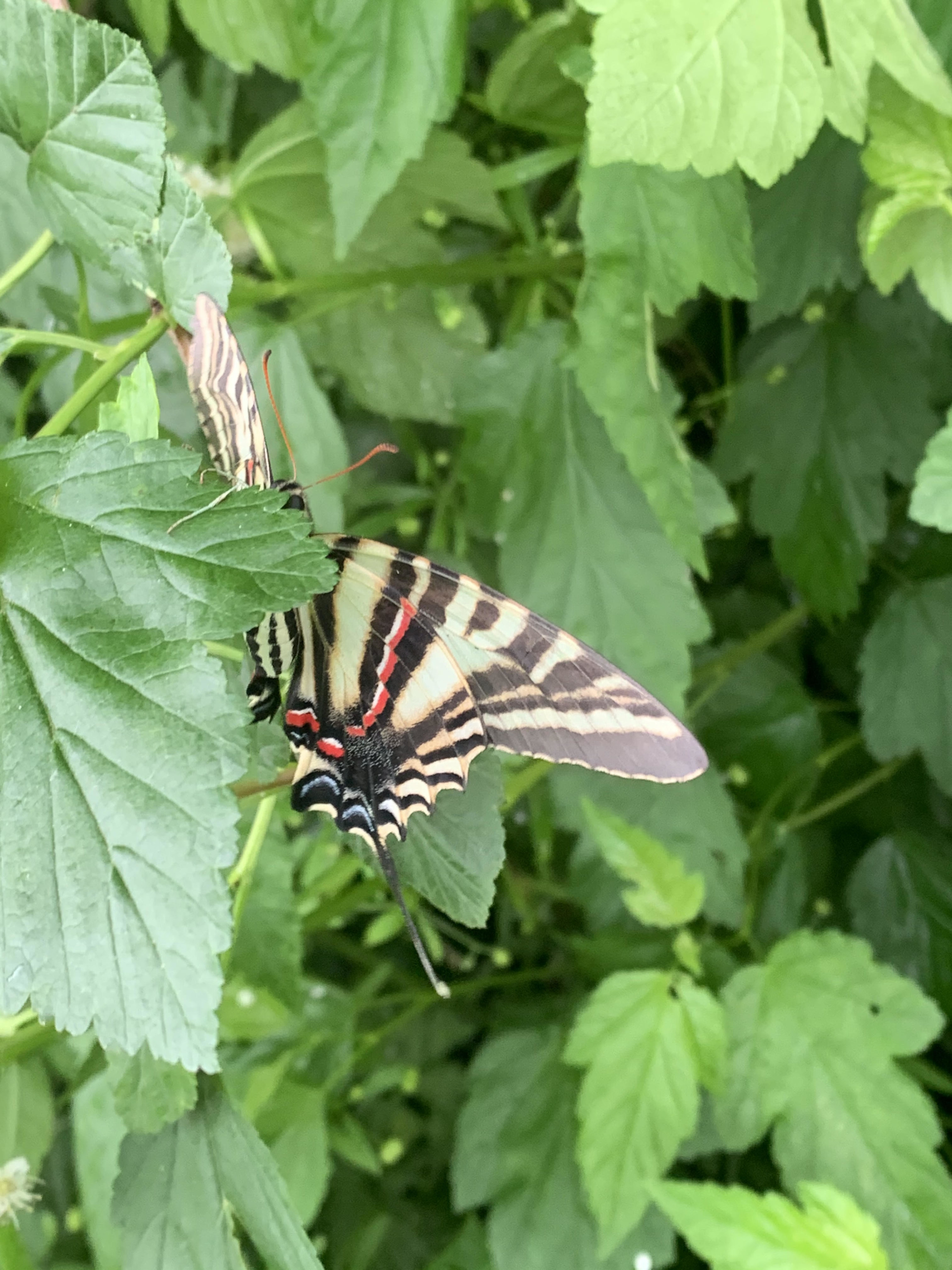 Pawpaw tasting parties aim to educate on Zebra Swallowtail habitat