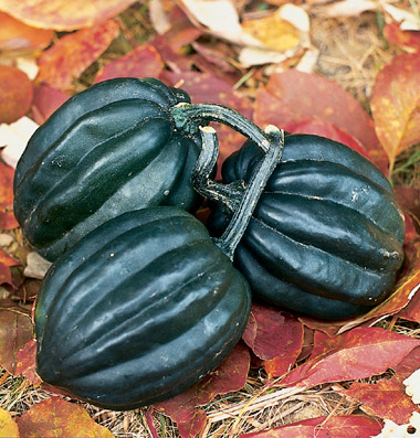 Tuffy acorn squash from Johnny's Selected Seeds.