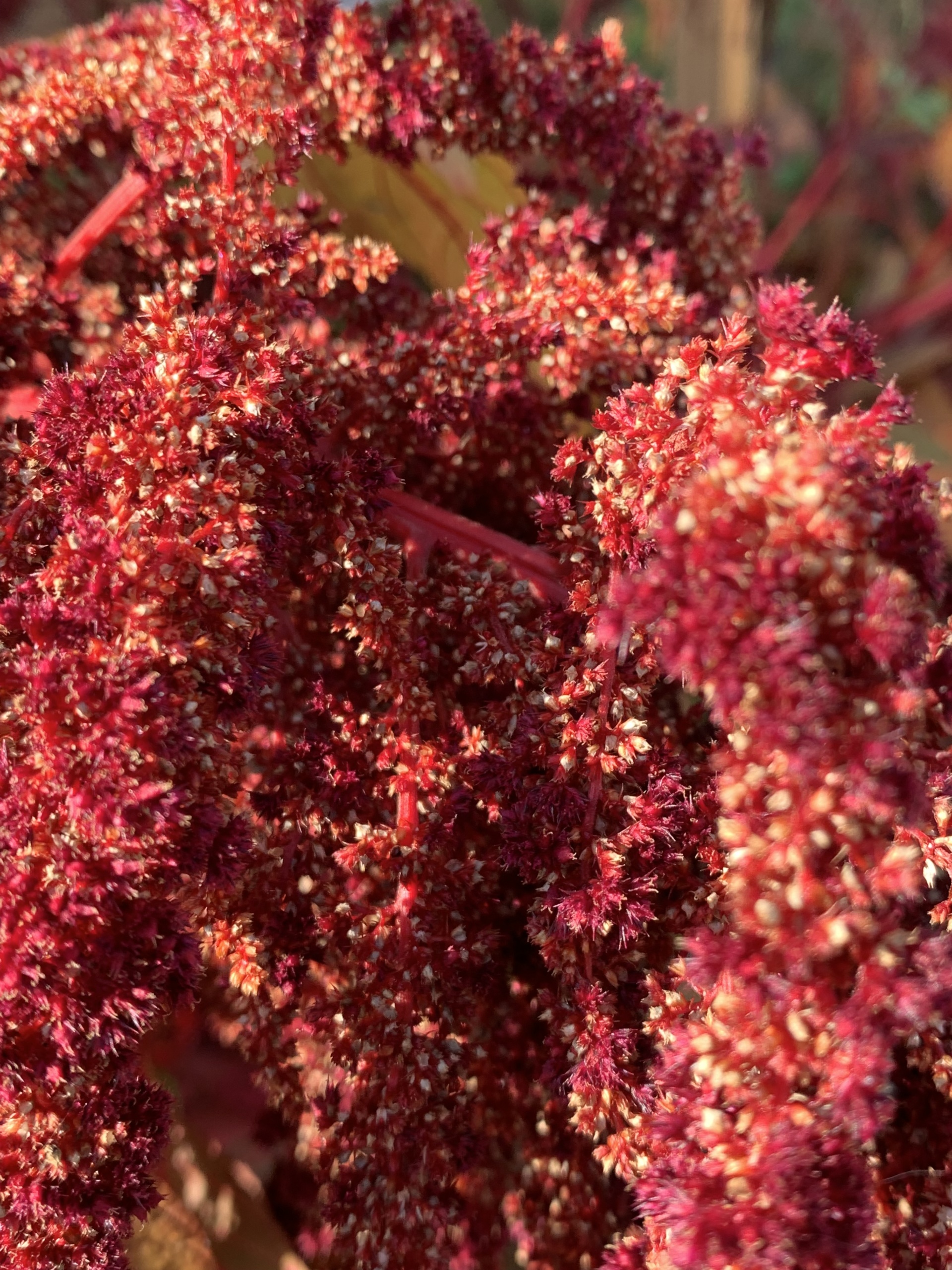 amaranth close up blog pic