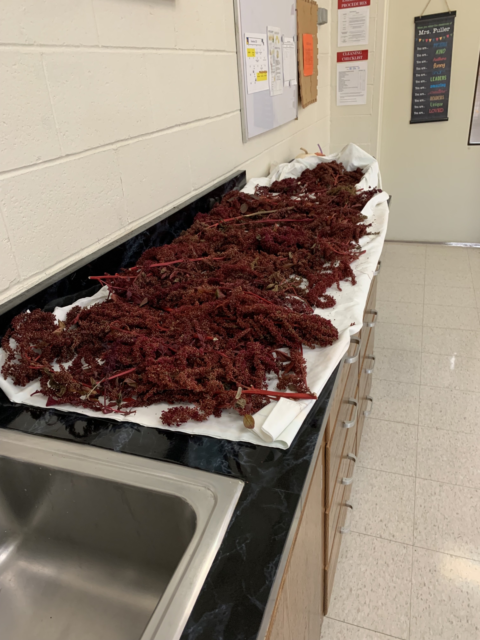 amaranth drying on the counter blog pic