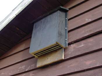 Bat houses placed on buildings tend to be successful. For some bat box building tips, check out the Maine Audubon Society's blog. 