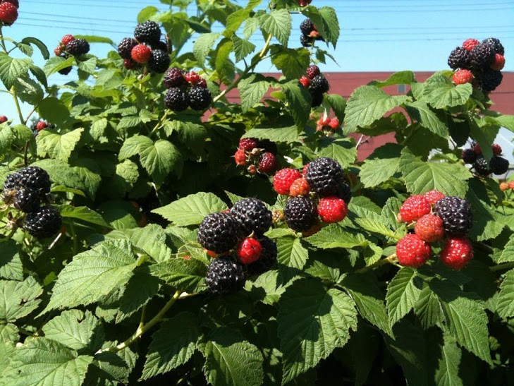 Black raspberries at Braddock Farms.