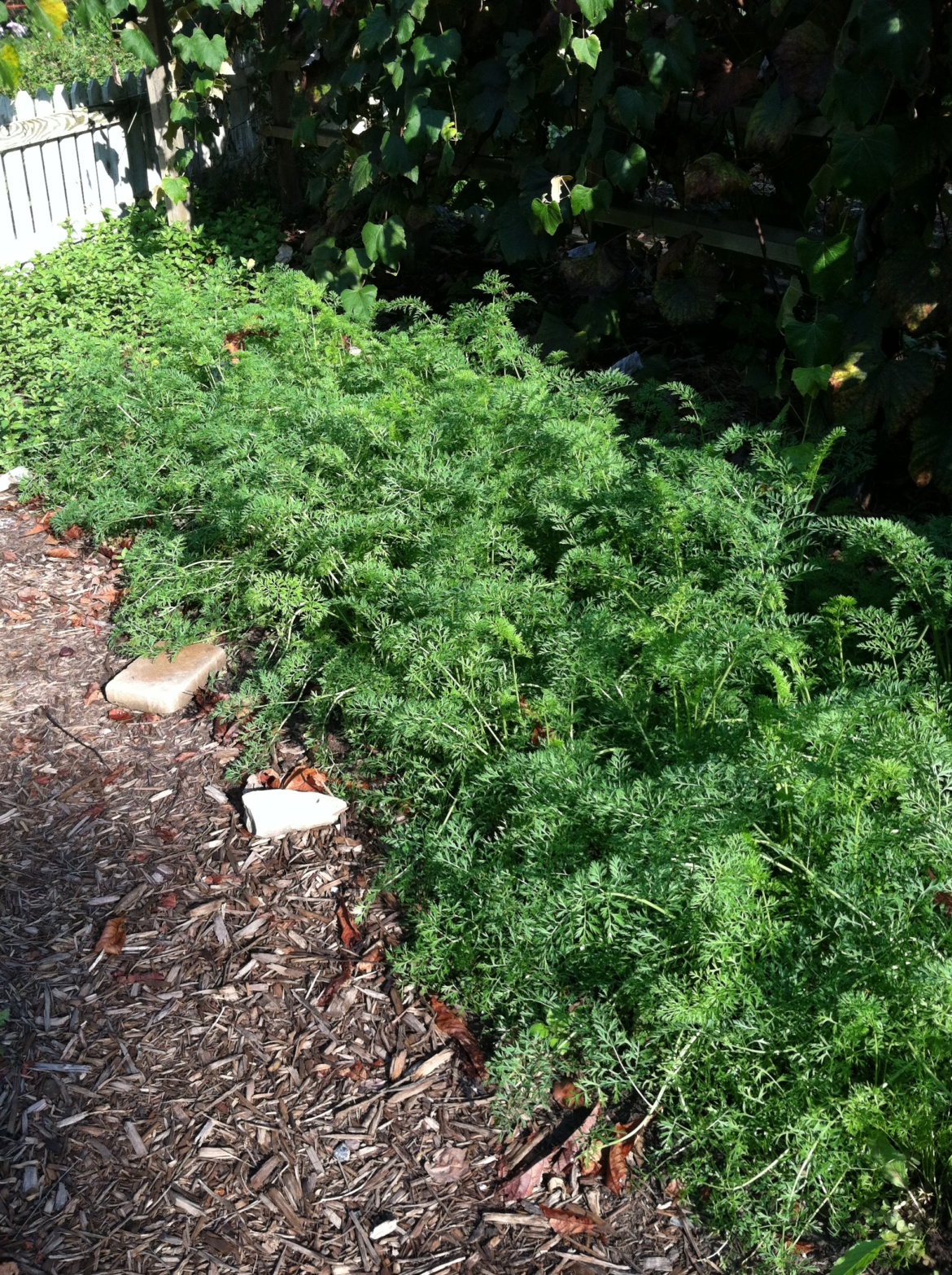 carrots and mulched walkway