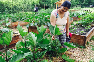 community gardens