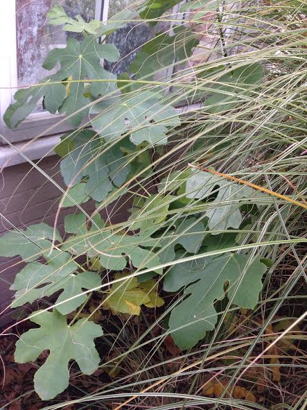 This fig tree at our Frick production site, is in a sheltered location, with a greenhouse on one side and landscape plants on the other. It doesn't show any frost damage yet. We'll wait for the leaves to drop before wrapping it for the winter. 