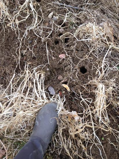 An early spring photo. After raking back the dead cover crop debris, we find large holes left by the forage radishes. 
