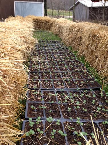 These seedlings are protected by insulating straw bales. Windows are placed over the seedlings at night and fabric row cover is used on days of full sun.  