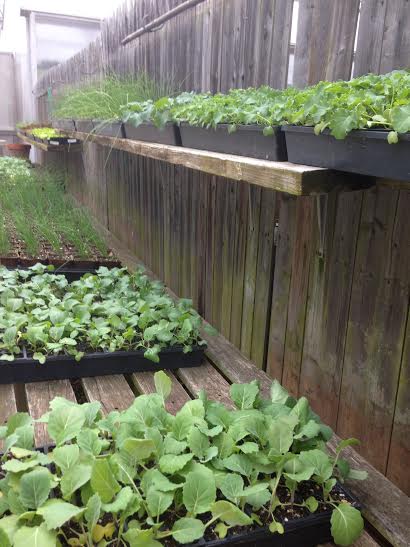 A variety of seedlings hardening off at the Frick greenhouse. These cool-season crops are hardy, but fabric row cover is still pulled over the trays during extra cold nights. 