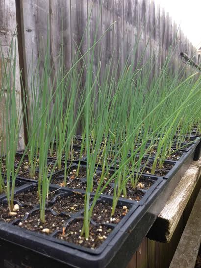 Hardening off onion and leek seedlings outside the Frick greenhouse.