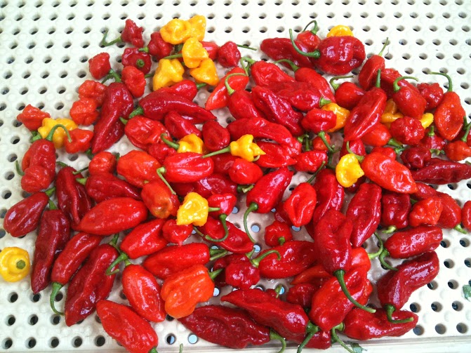 Lots of scotch bonnet hot peppers at Braddock Farms.
