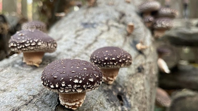 Outdoor Mushroom Cultivation