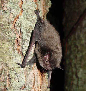 Indiana bats, like this one, are common in PA. Read more about this species here. 