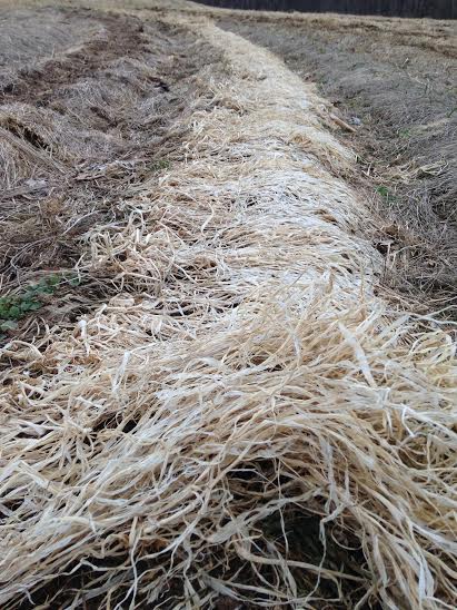 This mat of dead cover crop is a mix of oats, peas, and forage radish.