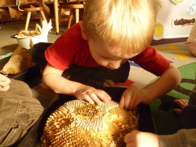 Montessori school preschooler saves sunflower seeds.