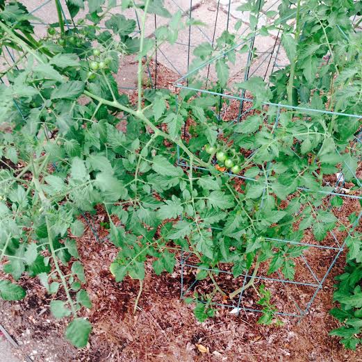 These tomato plants are growing in leaf mulch from the previous fall. Rake away the mulch to direct seed, or transplant seedlings directly through it.