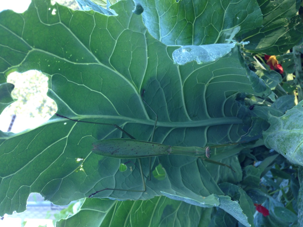 pest and disease management pest and disease management
