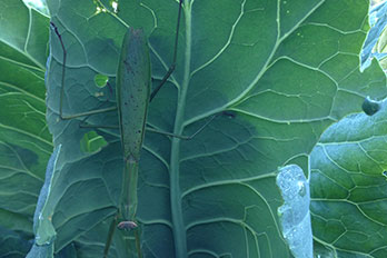 pest and disease pest and disease
