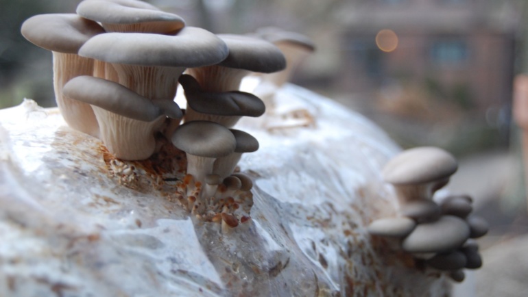 Growing Mushrooms Indoors