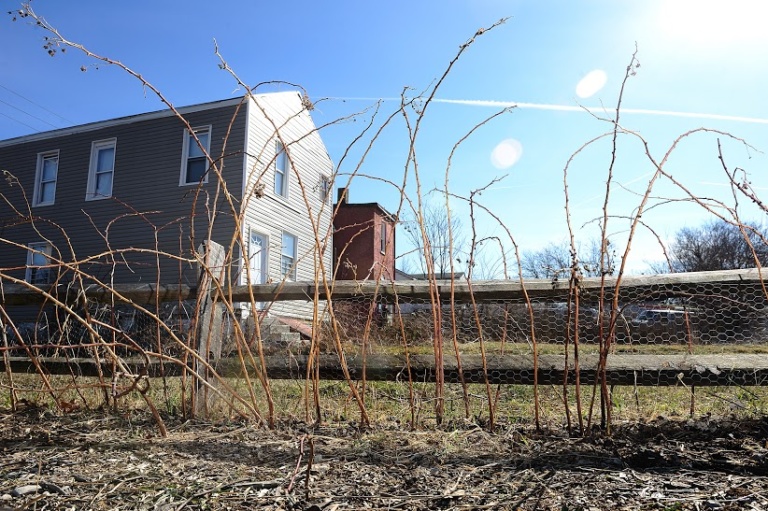 Urban Harvester Growing Raspberries Grow Pittsburgh