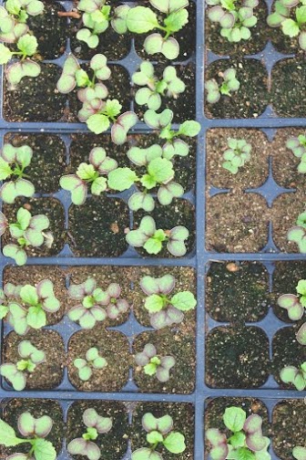 These red mustard seedlings grow in plastic cell packs at the Frick greenhouse.