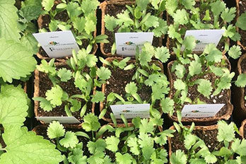 seedlings seedlings