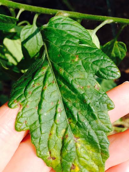 Septoria Leaf Spot on a tomato leaf.