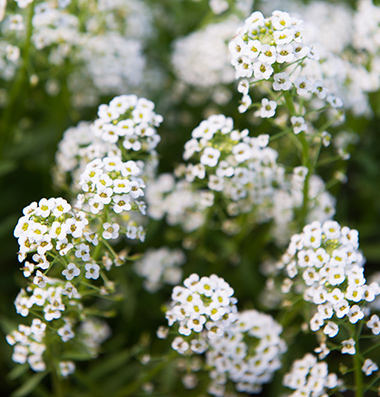 Sweet Alyssum