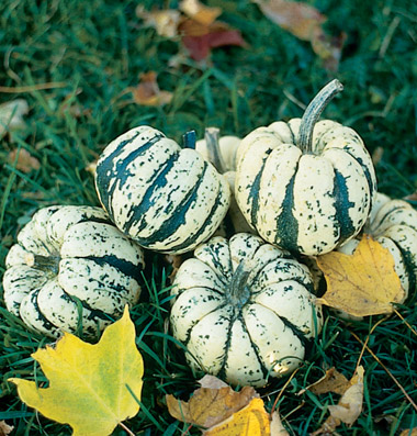 Sweet Dumpling squash from Johnny's Selected Seeds.