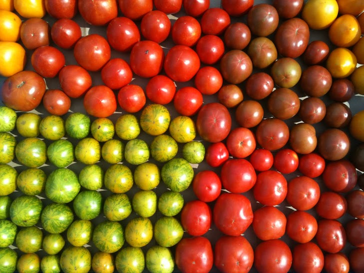 Tomato bounty at Braddock Farms.